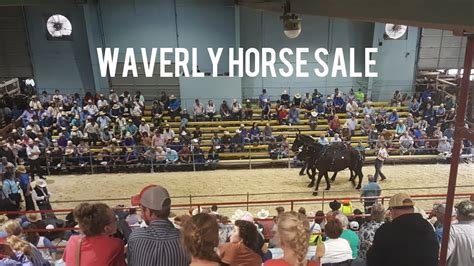 To access the restroom, she had to pass through an alley connecting the arena floor to the stables. . Waverly fall horse sale results
